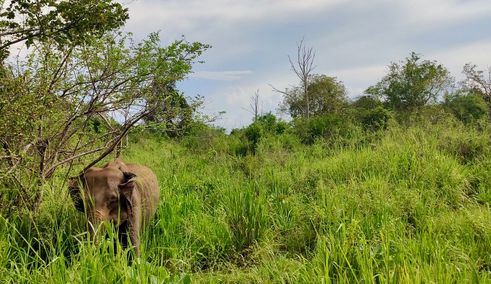 Olifant gespot in Yala NP